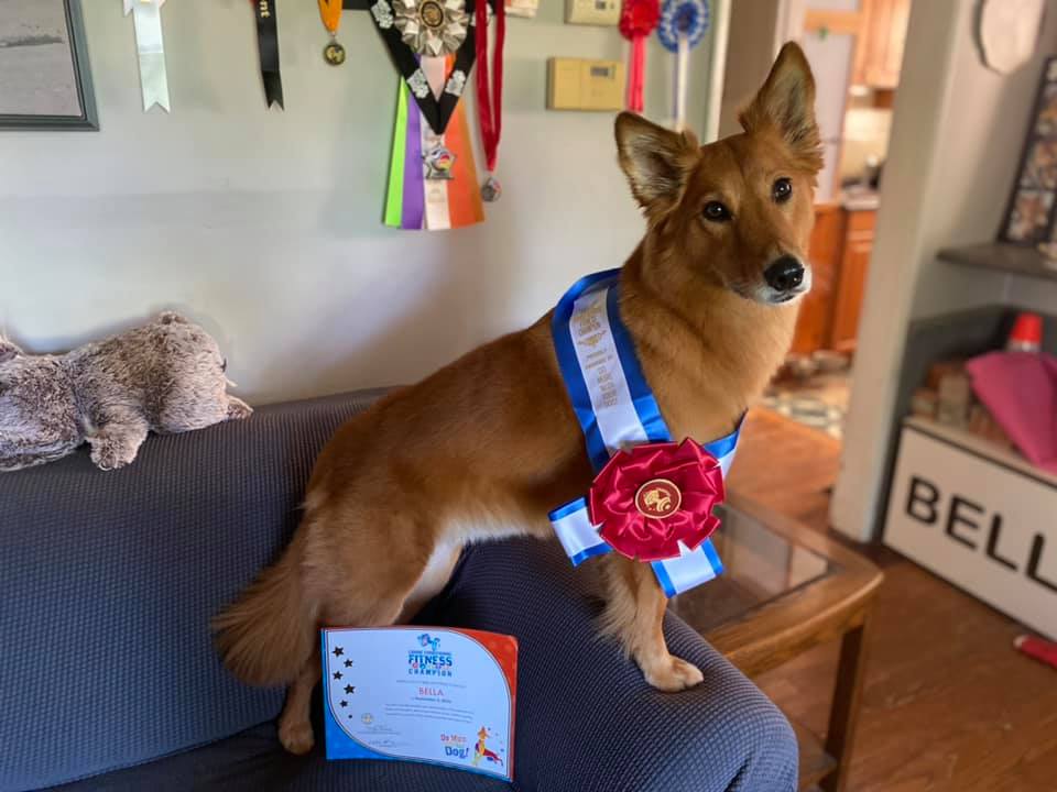 🏋🏼♀️Canine Conditioning Fitness Title - Image 10