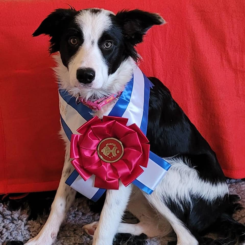 🏋🏼♀️Canine Conditioning Fitness Title - Image 11