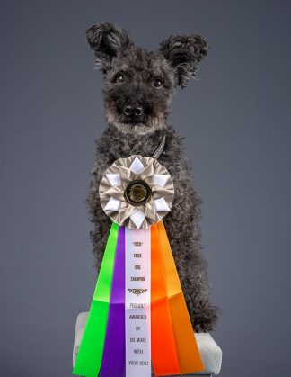 Trick Dog Champion Title [TDCH]