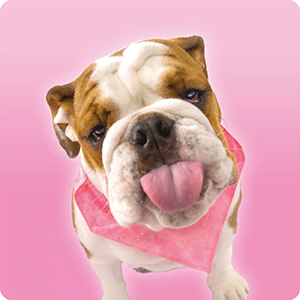 51 Puppy Tricks - Image 7