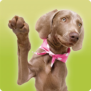 51 Puppy Tricks - Image 8