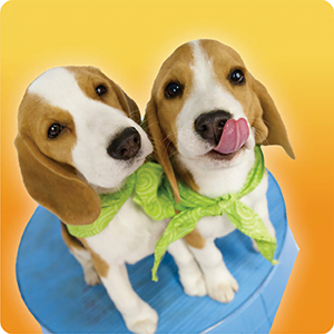 51 Puppy Tricks - Image 9