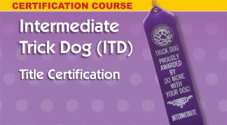 Intermediate Trick Dog - personal coach and title