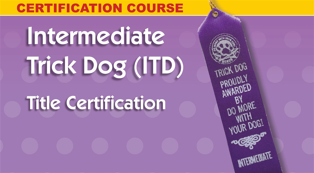 Intermediate Trick Dog - personal coach and title