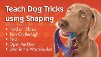 Teach Dog Tricks Using Shaping