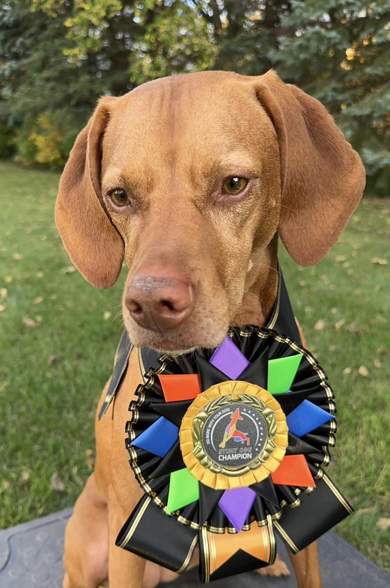 Stunt Dog Title - Image 5