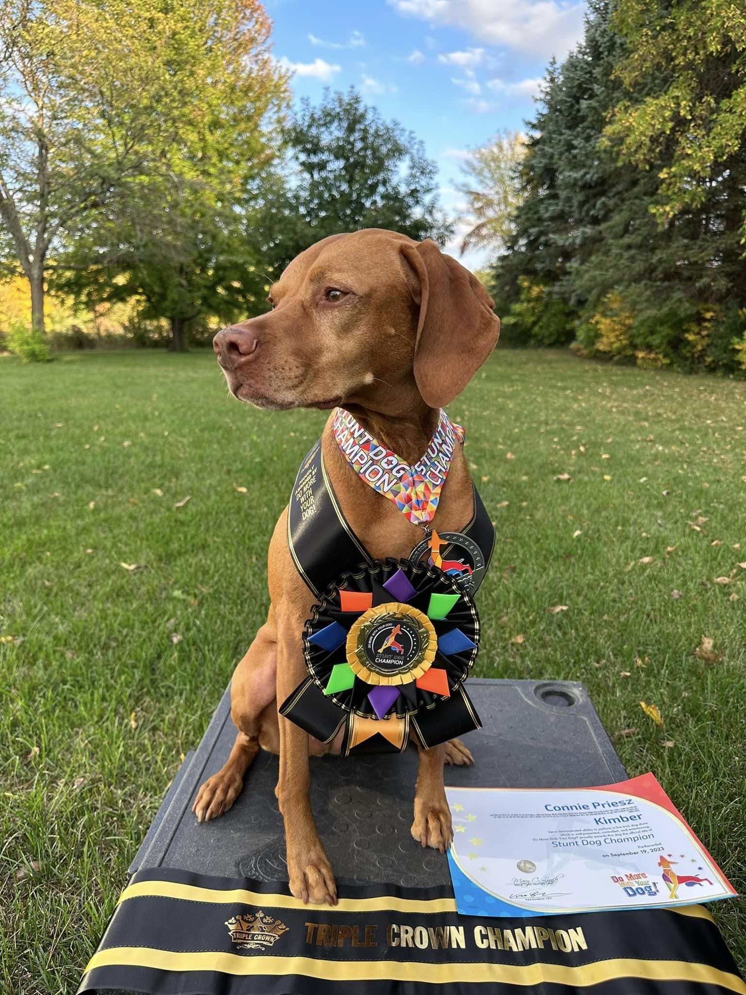 Stunt Dog Title - Image 6