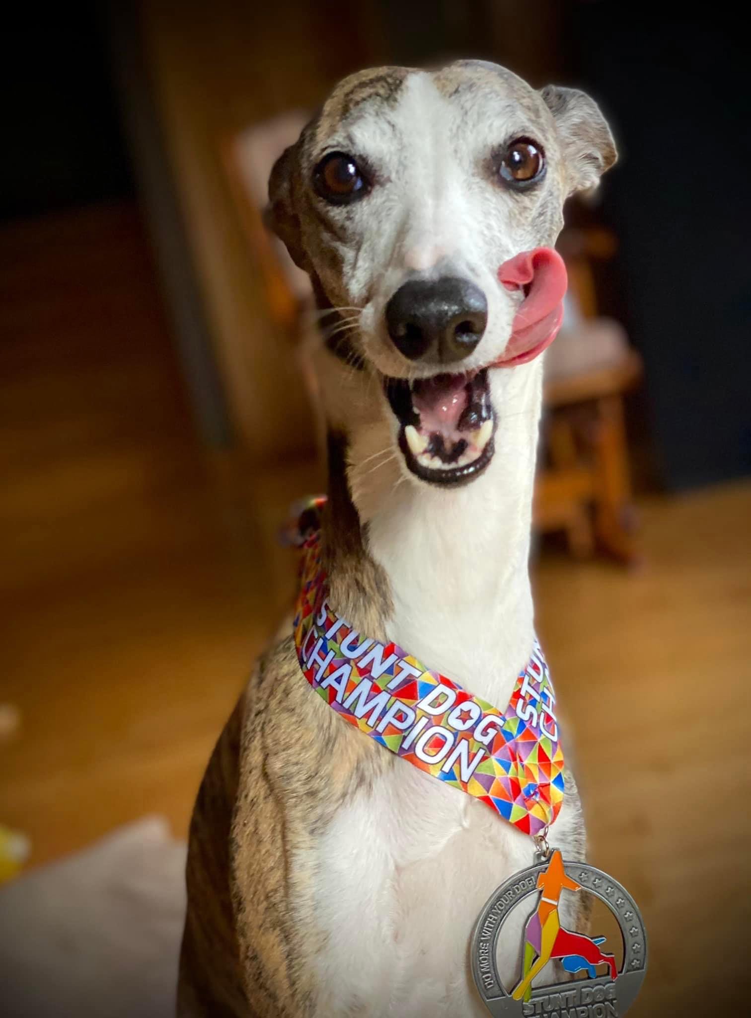 Stunt Dog Title - Image 7