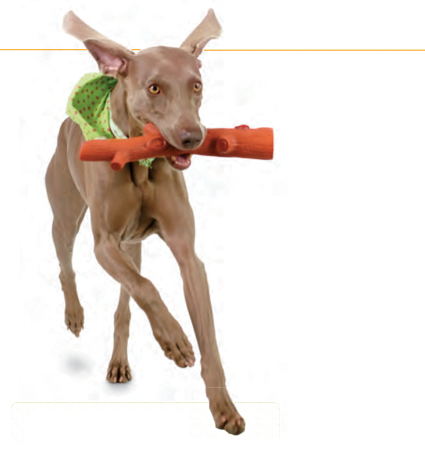 Fetch Title (Pentathlon Series) - Image 8