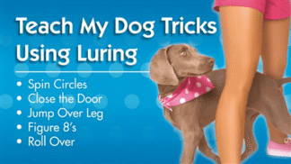 Teach Dog Tricks Using Luring
