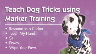 Teach Dog Tricks Using Marker Training