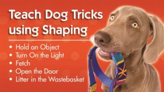 Teach Dog Tricks Using Shaping