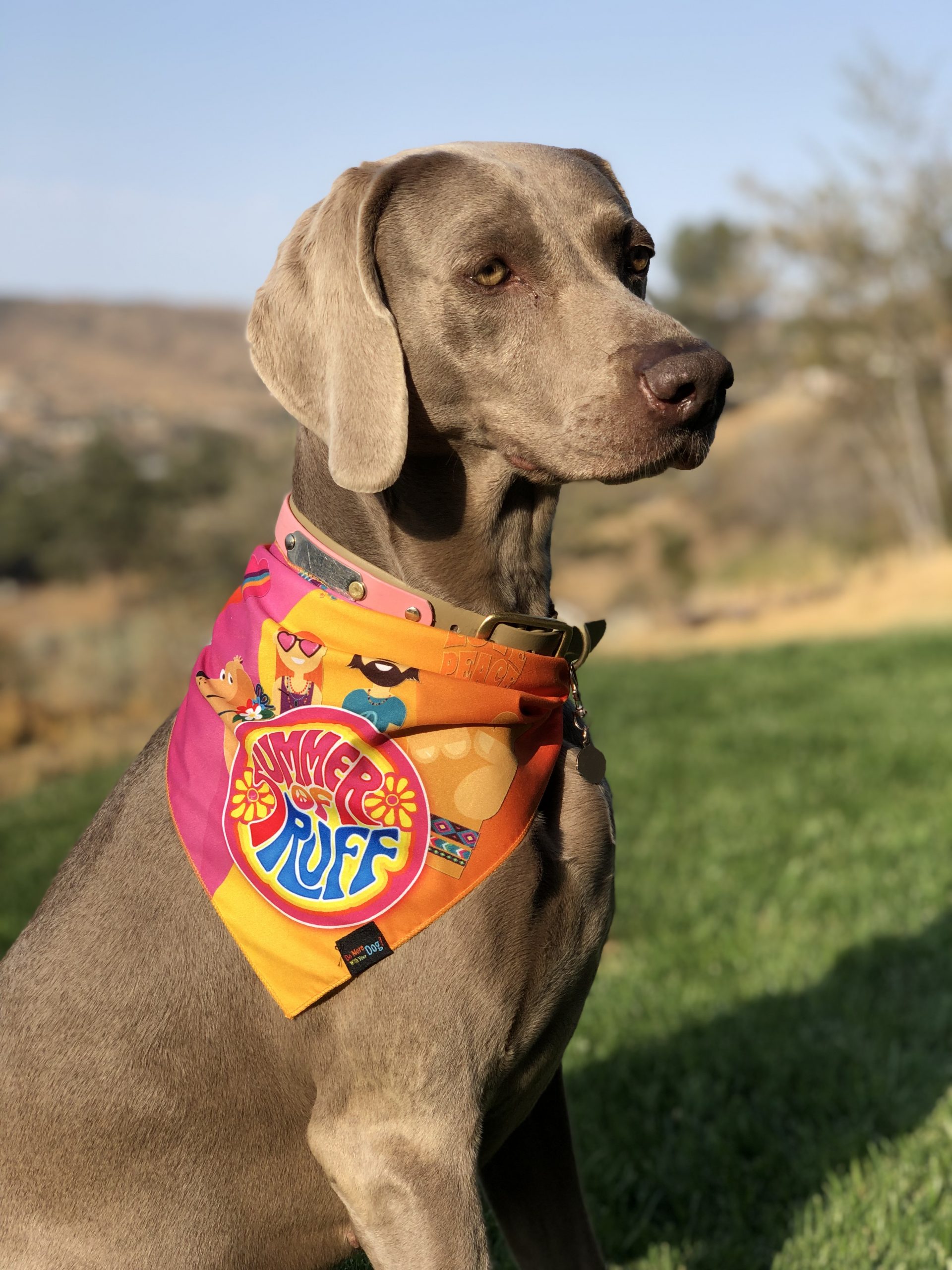 Summer of Ruff 2025 - Image 3