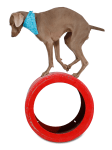 Tricktionary-barrel4paws-112x150.png