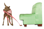 Tricktionary-biscuitundersofa2-150x97.png