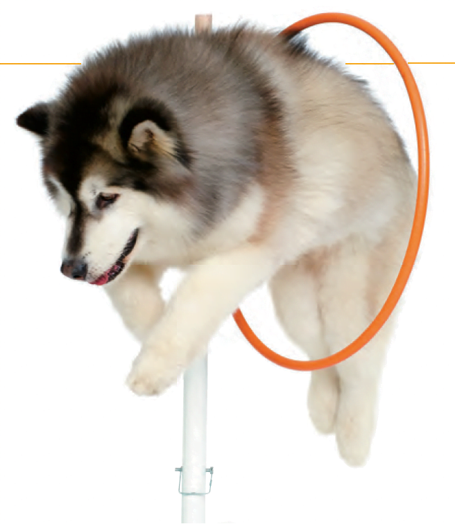 Hoops Title (Pentathlon Series) - Image 16