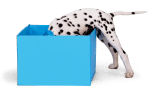 Tricktionary-pawsinabox-150x93.png