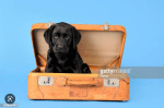 Tricktionary-suitcase-150x99.png