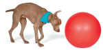 fit-tionary-fitball-150x73.png