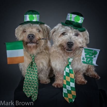 ☘️Shamrock Shenanigans 2026 - Image 2