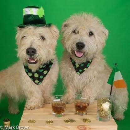 ☘️Shamrock Shenanigans 2026 - Image 3