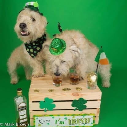 ☘️Shamrock Shenanigans 2026 - Image 4