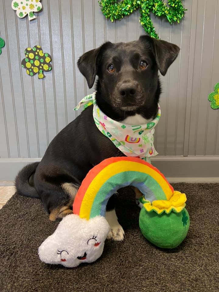 ☘️Shamrock Shenanigans 2026 - Image 9