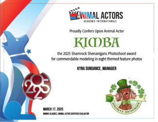 Shamrock Hardcopy Certificate & Metal Disc